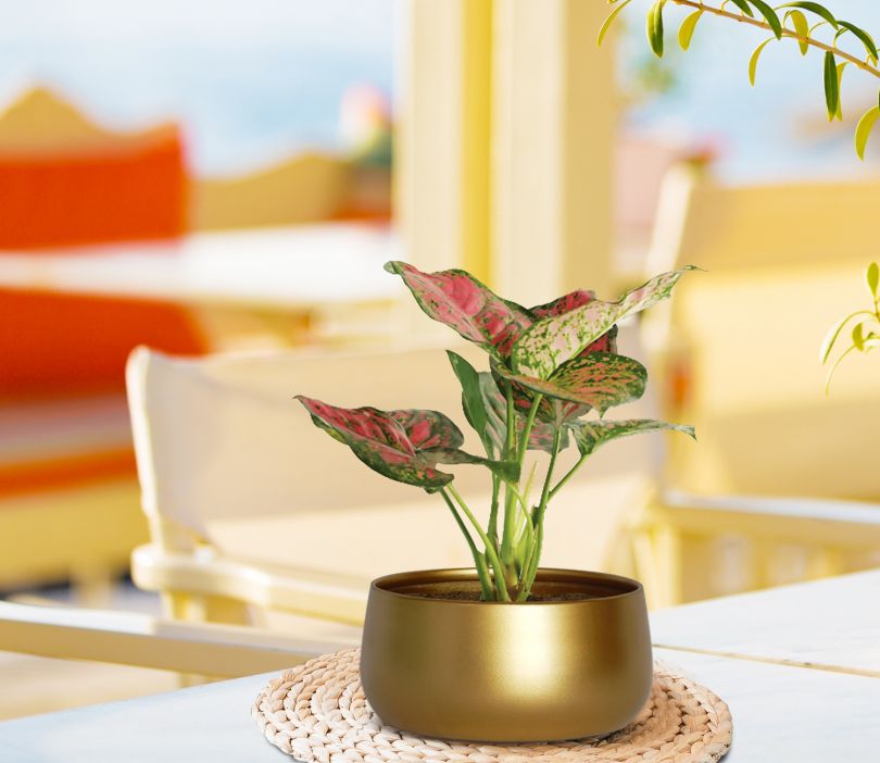 Table Planters